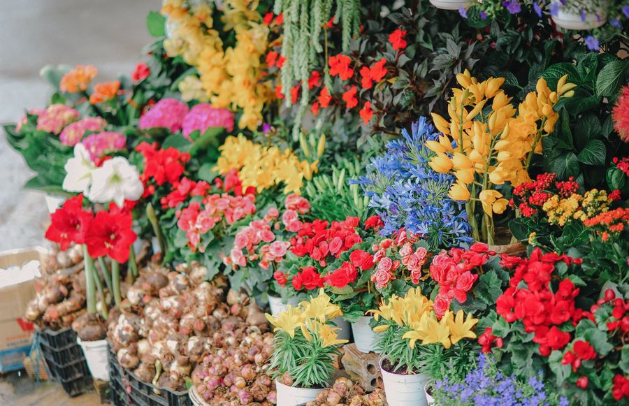 Floristin bei der Arbeit mit frischen Blumen